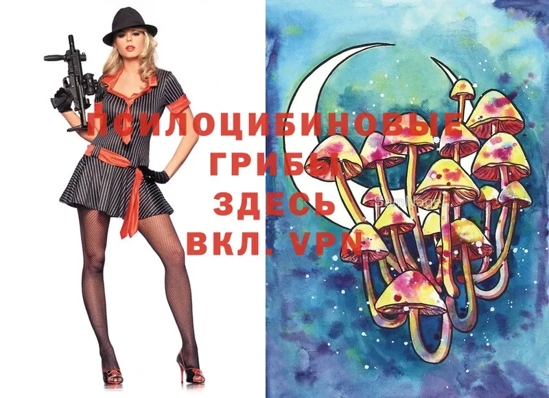 Псилоцибиновые грибы Psilocybe  Волгоград 